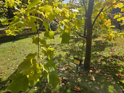 Liriodendron × Chapel Hill